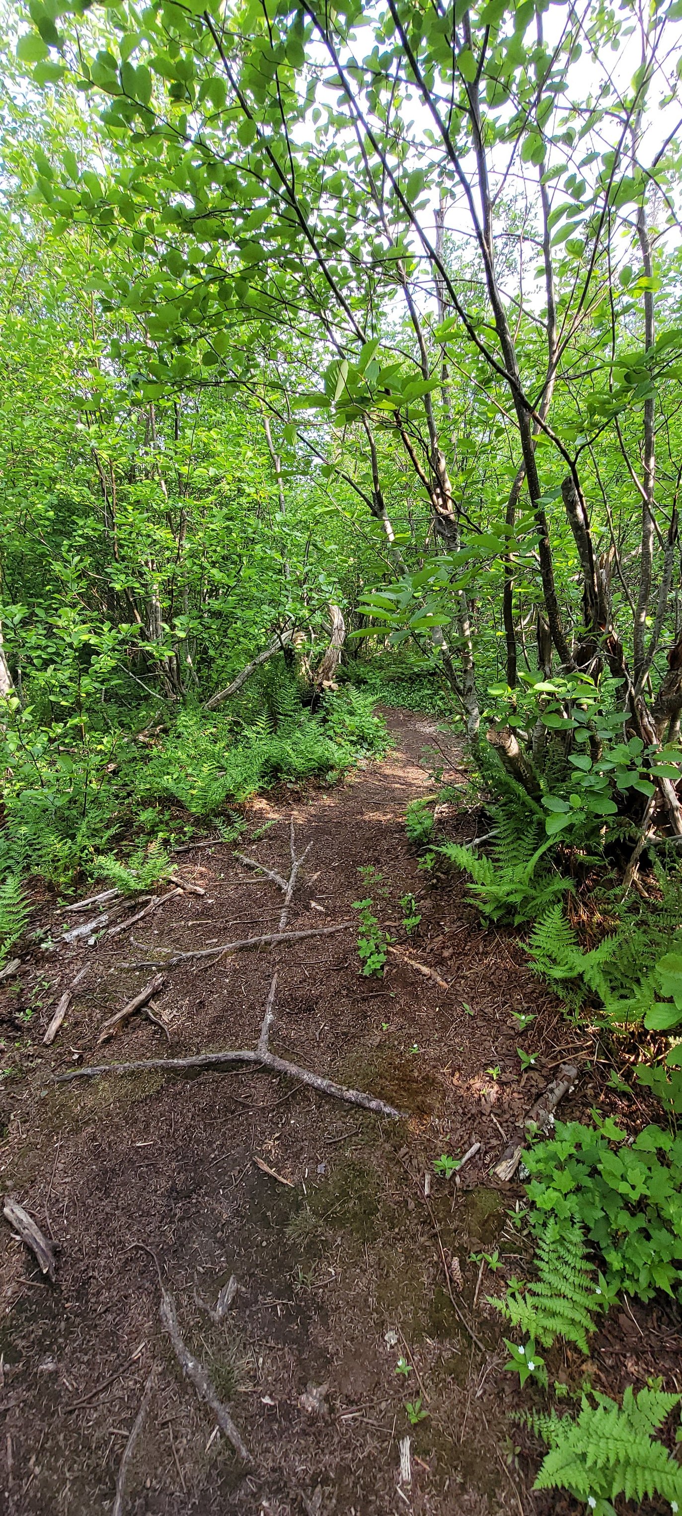 Trail Run 2